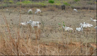 Municípios do Piauí sofrem com a estiagem