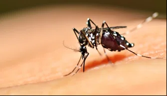 Mosquito transmissor da dengue.