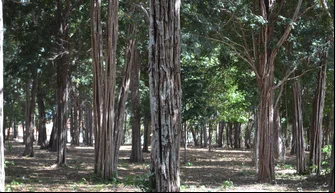 Parque Ambiental