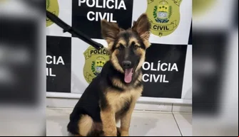 Filhote de cachorro furtado em Oeiras