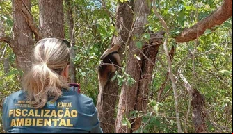 Inserção dos animais na natureza
