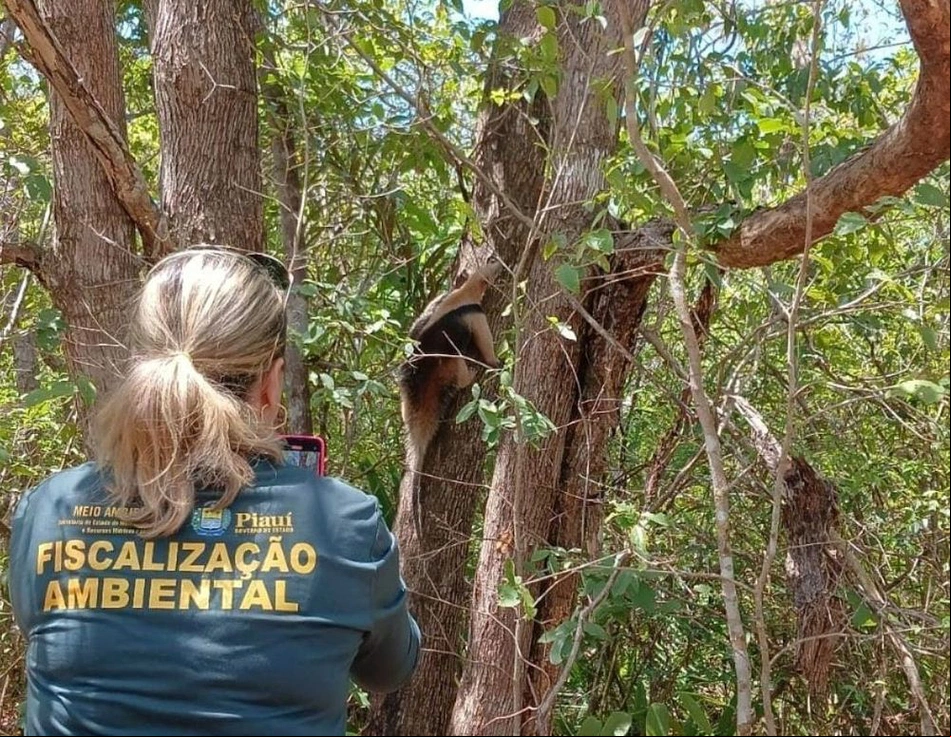 Inserção dos animais na natureza