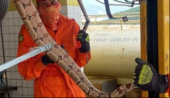 Corpo de Bombeiros captura e resgata jiboia dentro de veículo em Oeiras